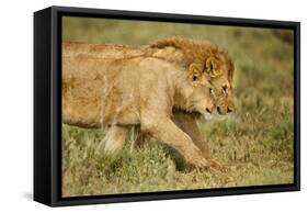 Lioness and Lion-null-Framed Stretched Canvas