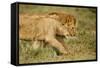 Lioness and Lion-null-Framed Stretched Canvas