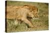 Lioness and Lion-null-Stretched Canvas