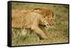 Lioness and Lion-null-Framed Stretched Canvas