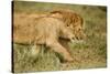 Lioness and Lion-null-Stretched Canvas