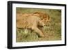 Lioness and Lion-null-Framed Premium Photographic Print