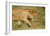 Lioness and Lion-null-Framed Premium Photographic Print