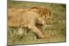 Lioness and Lion-null-Mounted Premium Photographic Print