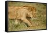 Lioness and Lion-null-Framed Stretched Canvas