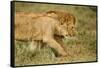 Lioness and Lion-null-Framed Stretched Canvas