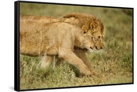 Lioness and Lion-null-Framed Stretched Canvas