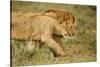 Lioness and Lion-null-Stretched Canvas