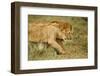 Lioness and Lion-null-Framed Premium Photographic Print