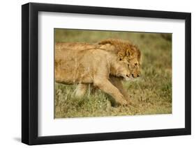 Lioness and Lion-null-Framed Premium Photographic Print