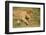 Lioness and Lion-null-Framed Premium Photographic Print