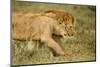 Lioness and Lion-null-Mounted Premium Photographic Print