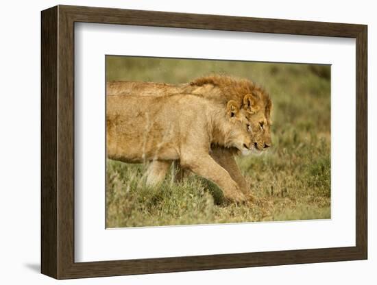 Lioness and Lion-null-Framed Photographic Print