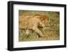 Lioness and Lion-null-Framed Photographic Print