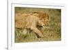 Lioness and Lion-null-Framed Photographic Print