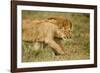 Lioness and Lion-null-Framed Photographic Print