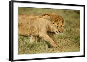 Lioness and Lion-null-Framed Photographic Print