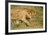 Lioness and Lion-null-Framed Photographic Print