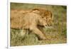 Lioness and Lion-null-Framed Photographic Print