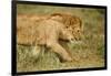 Lioness and Lion-null-Framed Photographic Print