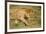 Lioness and Lion-null-Framed Photographic Print