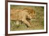 Lioness and Lion-null-Framed Photographic Print