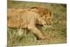 Lioness and Lion-null-Mounted Photographic Print