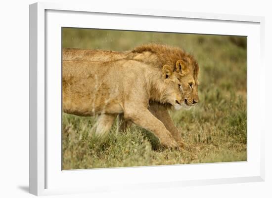 Lioness and Lion-null-Framed Photographic Print