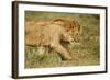 Lioness and Lion-null-Framed Photographic Print