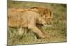 Lioness and Lion-null-Mounted Photographic Print