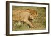 Lioness and Lion-null-Framed Photographic Print