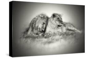 Lioness and Son Sitting and Nuzzling in Botswana Grassland, Africa-Sheila Haddad-Stretched Canvas
