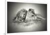 Lioness and Son Sitting and Nuzzling in Botswana Grassland, Africa-Sheila Haddad-Framed Photographic Print