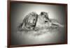 Lioness and Son Sitting and Nuzzling in Botswana Grassland, Africa-Sheila Haddad-Framed Photographic Print