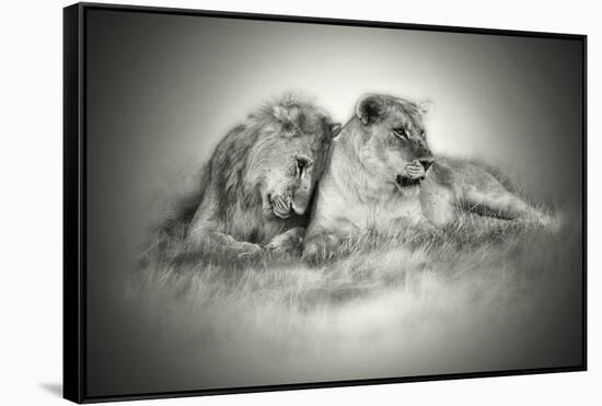 Lioness and Son Sitting and Nuzzling in Botswana Grassland, Africa-Sheila Haddad-Framed Stretched Canvas