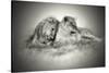 Lioness and Son Sitting and Nuzzling in Botswana Grassland, Africa-Sheila Haddad-Stretched Canvas