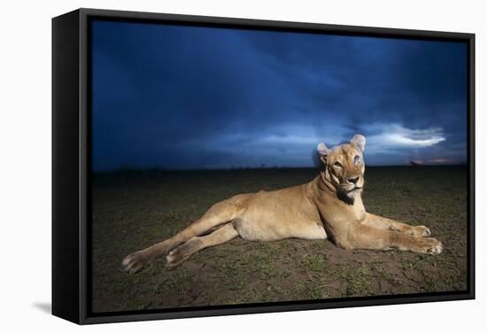 Lioness at Dusk-null-Framed Stretched Canvas