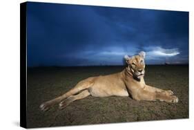 Lioness at Dusk-null-Stretched Canvas