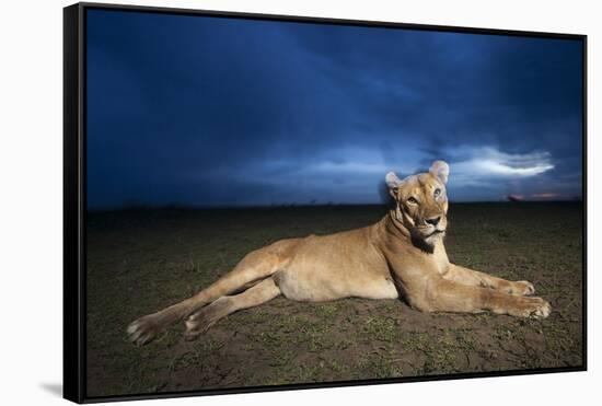 Lioness at Dusk-null-Framed Stretched Canvas