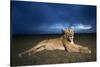 Lioness at Dusk-null-Stretched Canvas