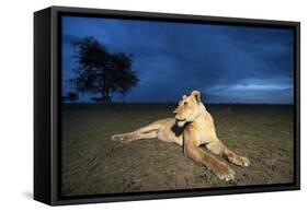 Lioness at Dusk-null-Framed Stretched Canvas