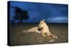 Lioness at Dusk-null-Stretched Canvas