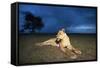 Lioness at Dusk-null-Framed Stretched Canvas