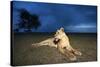 Lioness at Dusk-null-Stretched Canvas