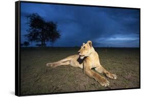 Lioness at Dusk-null-Framed Stretched Canvas