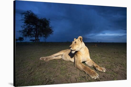 Lioness at Dusk-null-Stretched Canvas