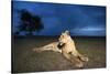 Lioness at Dusk-null-Stretched Canvas