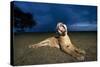 Lioness at Dusk-Paul Souders-Stretched Canvas