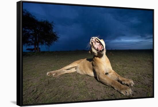 Lioness at Dusk-Paul Souders-Framed Stretched Canvas