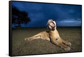 Lioness at Dusk-Paul Souders-Framed Stretched Canvas